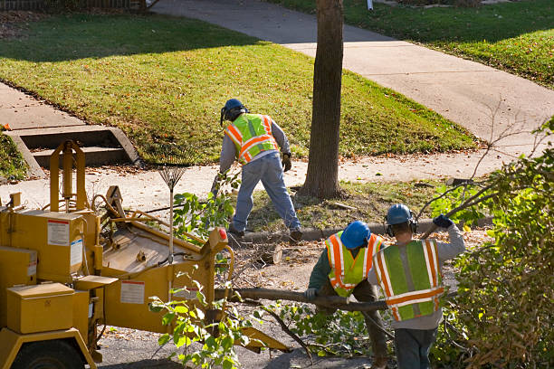 Professional Tree Services in Lake Camelot, IL